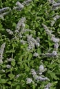Leaves and flowers of the true peppermint, Mentha piperita, in summer, Bavaria, Germany, Europe Royalty Free Stock Photo